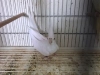 Dişi albino sultan papağanı