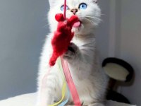 Minik british shorthair yavrular
