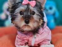 Şecereli Teacup Dişi Yorkshire Terrier Yavrumuz