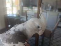 Sultan papağanı 6 aylık erkek