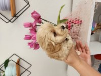 45 günlük maltipoo yavrularımız