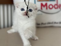 Ankarada ziyarete açık beyaz mavi gözlü scottish fold