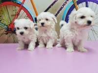 MALTESE TERRİER YAVRU KÖPEĞİMİZ