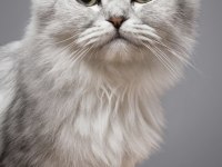British longhair kedisi