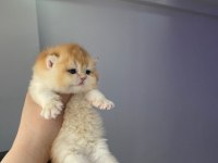 Çok güzel golden british shorthair bebekler
