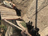 İki adet dişi yetişkin Pug mops