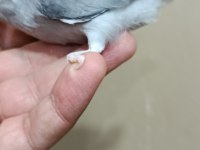 Siyah erkek forpus papağanı