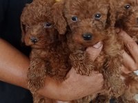 Garantili toy poodle