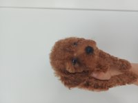 50 GÜNLÜK TOY POODLE YAVRULAR