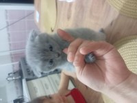 45 günlük scottish fold bebeklerim sahiplendirmeye hazır