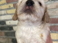 Minik maltipoo yavrularımız yeni yuvalarını bekliyor