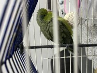 2 Yaşında Dişi Forpus Papağanı