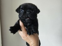 Pug mops yavruları
