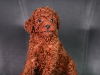 MİNİCİK TOY POODLE BEBEKLER