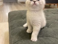 Scottish fold yavrular