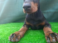 Irk garantili A şecere doberman yavrular