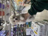 SAFKAN MALTİPOO YAVRULARIMIZ VONALP GARANTİSİYLE 