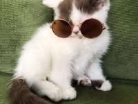 Çikolata bicolor harlequin dişi british shorthair yavru