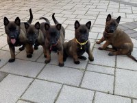 Belçika Malinois Yavrular