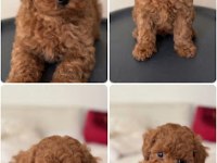 Toy Poodle Orijinal