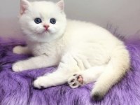 Biricik Mavi Göz NS1133 British Shorthair 