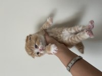 scottish fold yavru kedi