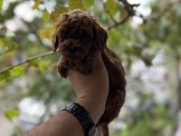 Sağlık ve ırk garantili toy poodle yavrularımız