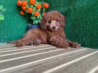 Toy Poodle Köpekler Referans Yavru