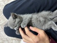 British shorthair 2 aylık dişi yavru