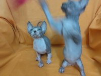 Sphynx Home Kedisi