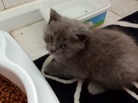 Sevimli scottish straight ve scottish fold kardeşler