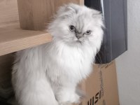 Pamuk Gibi Chinchilla Kızım