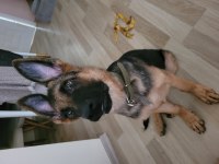 K9 SAFKAN ALMAN KURDU ERKEK YAVRU