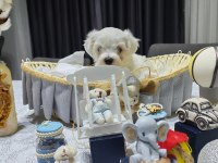 A scrli babadan Kore maltese bebeklerim