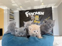 KEDİCİDEN ORJİNAL IRK YAVRI KEDİLER ANKARA MAĞAZAMIZDA