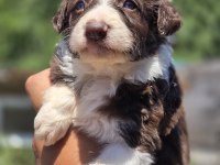 Border Collie Yavruları
