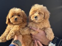Çık özel Wc eğitimli kore maltipoo yavrularımız