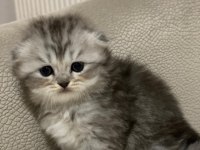 Siyah gri golden british shorthair yavrularımız