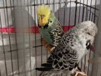 2 Takım Show Jumbo Muhabbet Kuşu