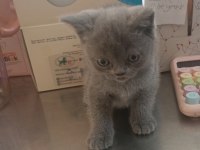 Dik Kuyruklu British Yavrumuz Yeni Sahibini Bekliyor