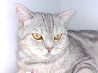 1 buçuk yaşında british shorthair ücretsiz sahiplendirme