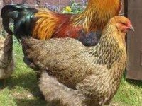 Gold brahma horoz