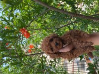 Toy poodle bebekler