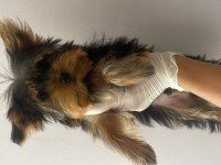 (A) kalite ırk güzeli yorkshire terrier
