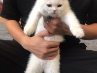 2.5 aylık british longhair kızımız