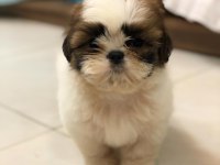 IRK GARANTİLİ SHİH TZU YAVRULARI