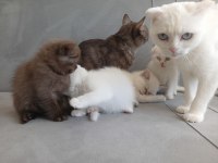7 haftalık british shorthair