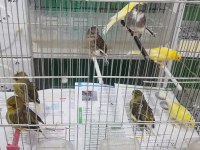 Malinua ve gloster kanarya sahiplendirme
