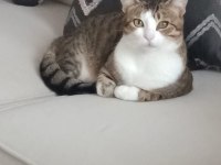 Merhaba Benim Adım Şili