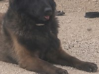 Bayrama ömürlük malinois dostunla gir